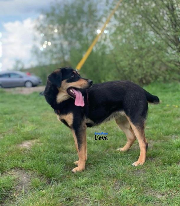 Nelka - energiczna sunia szuka domu!