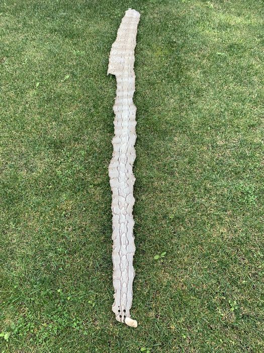 Pele de cobra 3.10 metros