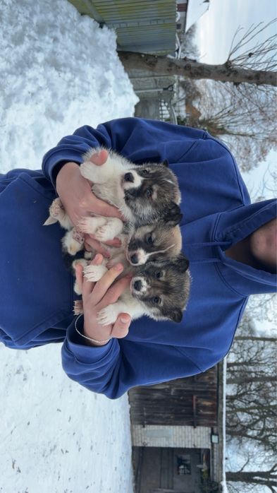 Szczeniaki Łajka Syberyjska