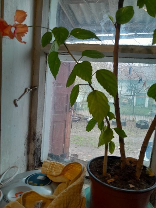 Гибискус.китайская роза.