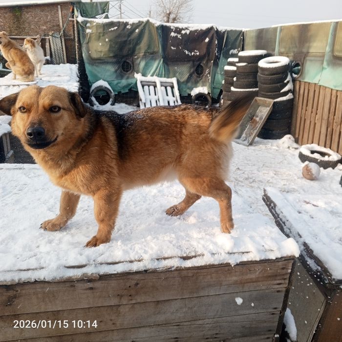 Собаки та Цуценята у добрі руки