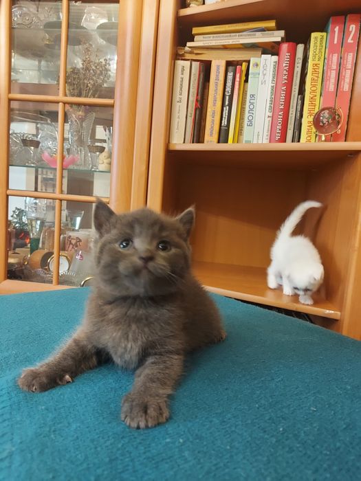 Кошенята скоттіш фолд