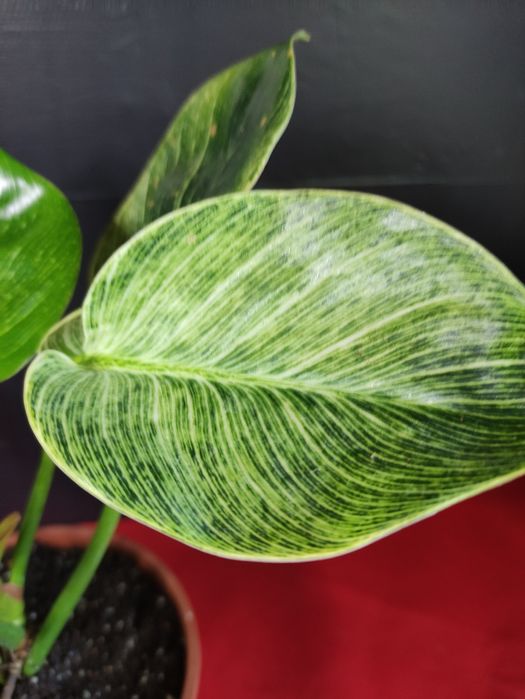 Філодендрон Біркін