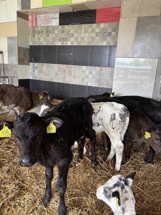 Sprzedam stado bydła miesnego