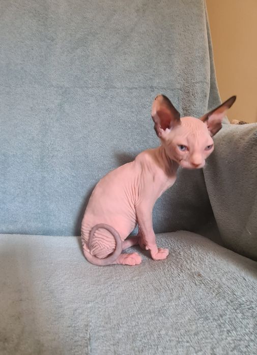 Gatinha sphynx olhos azuis