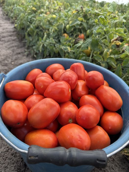 Pomidory polne/gruntowe lima/podłużne wysyłka 20 kg