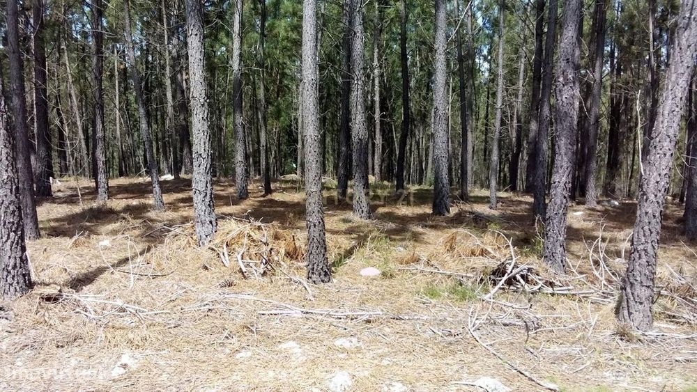 Terreno Rústico com 4.448,57 m² – Pinhal e Mato – 20.000€ Vergadinhas,