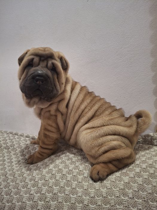 Шарпейчики антистресики