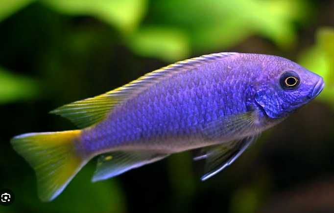 Pyszczak Pseudotropheus acei yellow fin Rybki do Malawi | Hodowla Łajski