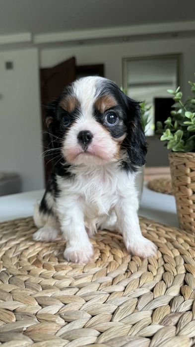 cavalier king charles spaniel: – Częstochowa – Psy – szczeniaki