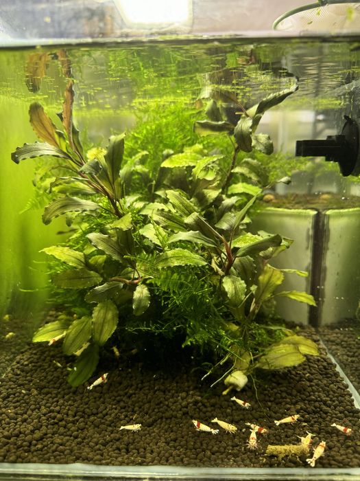 Bucephalandra roślina