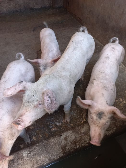 Vendo  leitões 3 meses