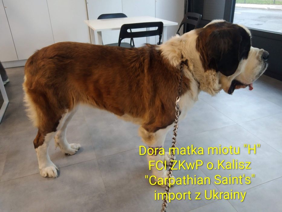 Bernardyn długowłosy -  szczeniak FCI ZKwP