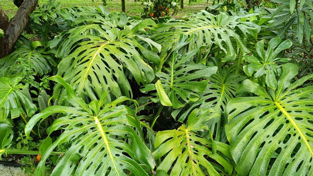 Banana-Ananás (fruta da costela de adão/monstera deliciosa)