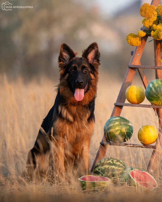 Німецька вівчарка д/ш