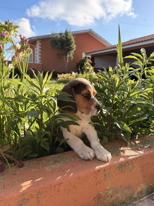 Beagle  macho puro
