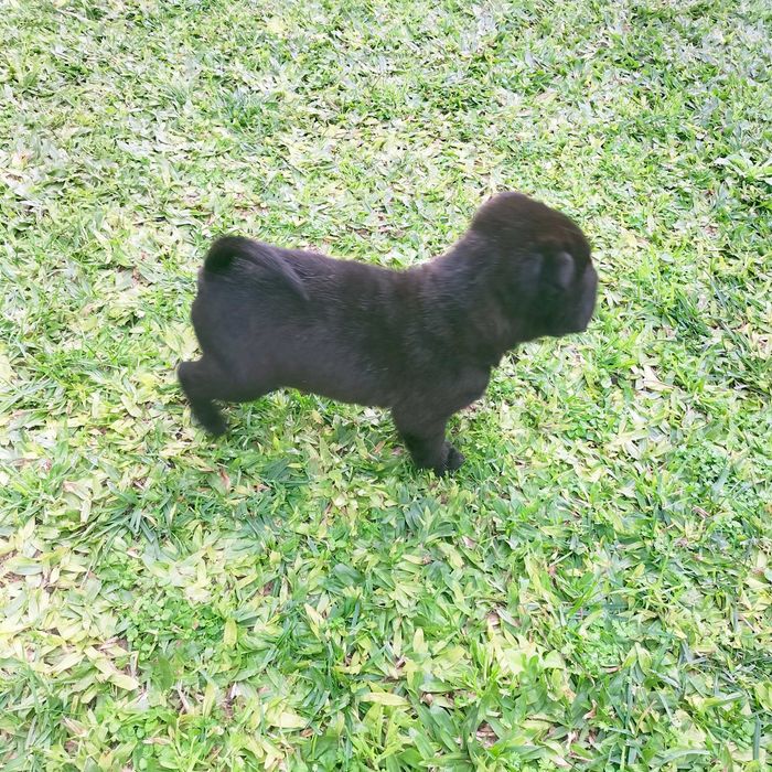 Shar pei macho negro