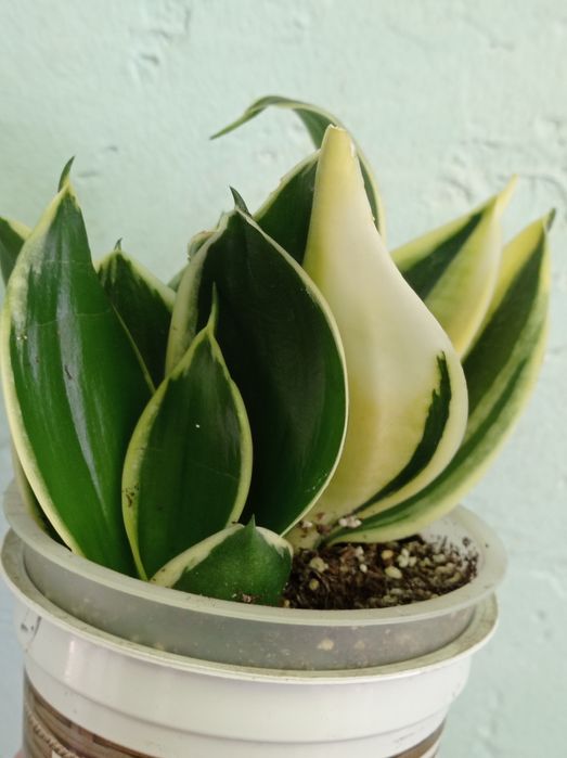 Распродажа сансевиерий 150грн Пагода мутант Перл янг Фрозен Парва Грей