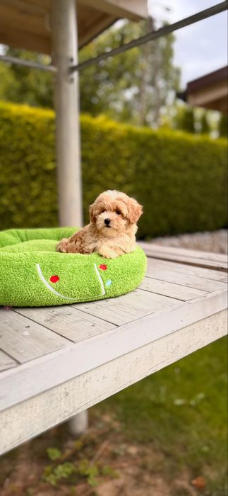 Pieknie umaszczone maleńkie maltipoo