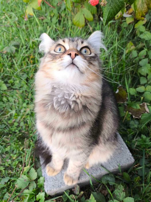 Котики в пошуку дому!