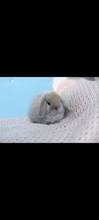Mini lop  karzełek baranek
