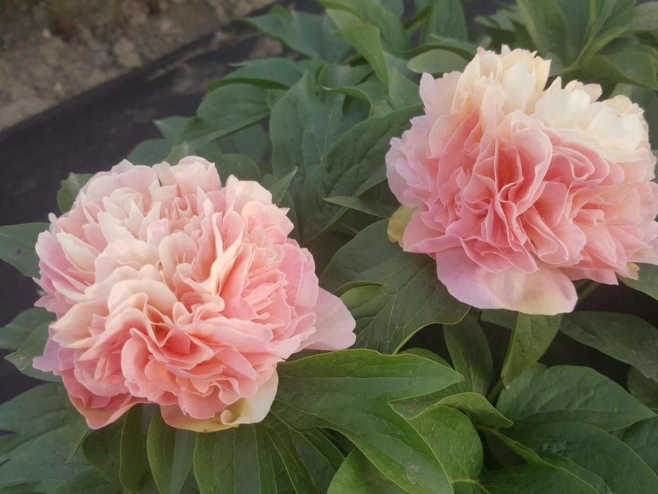 Пион Lois Choice