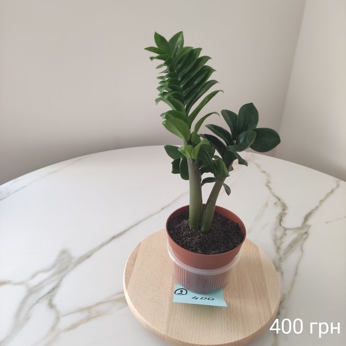 Заміокулькаси Зензі