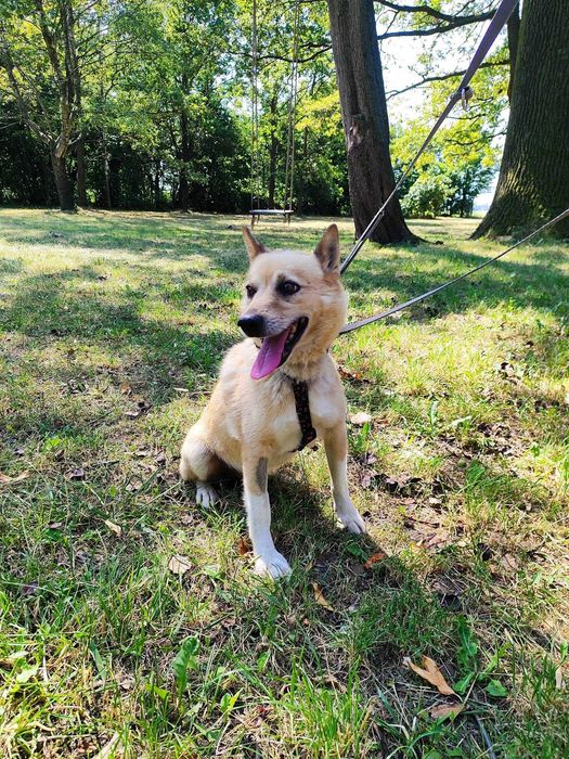 Lgnie do człowieka, podążając za dorosłymi i dziećmi krok w krok. Perun o łagodnym usposobieniu do adopcji