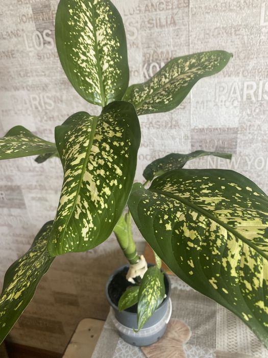 Диффенбахия срез верхушки