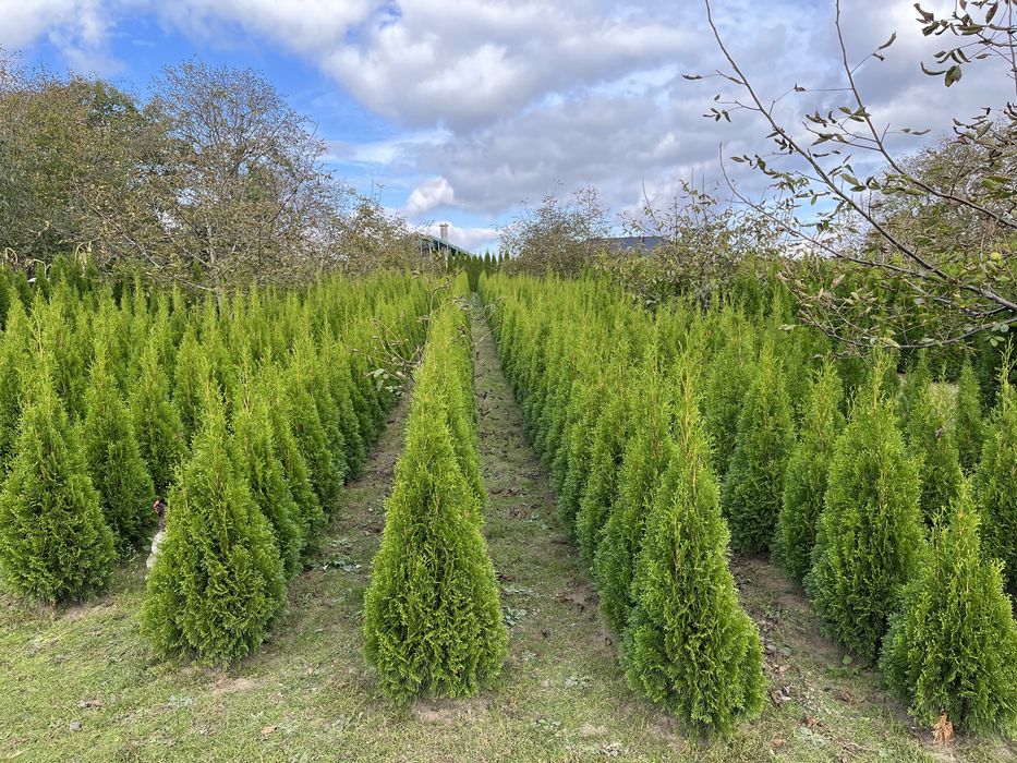 Tuje szmaragd 100 - 250 cm