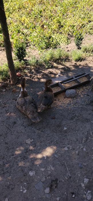 Продам індокачок