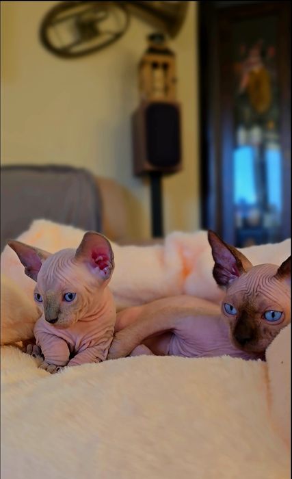 Kot sfinks niebieskie oczka przepiękne