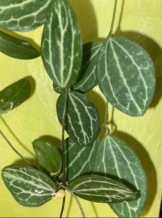 Хойя  та дисхідія Набір зрізів