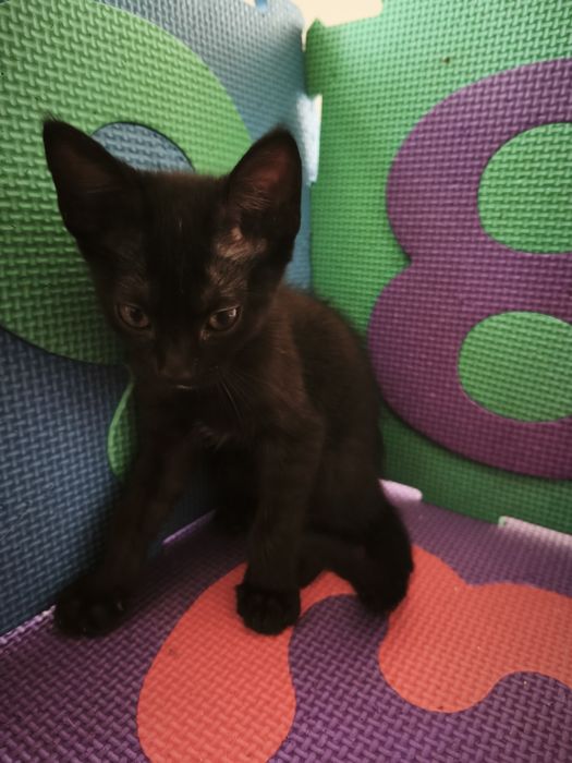 Gatos bebés para adoção