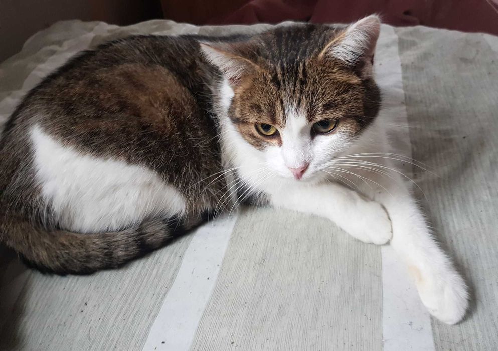 Miluś kocurek do adopcji