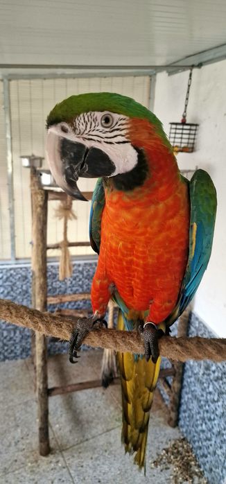 Araras Arlequim Hibridas