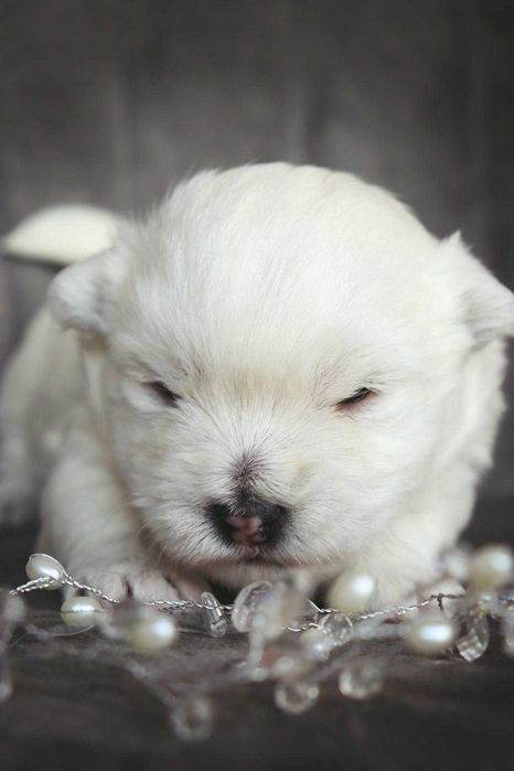 West highland white terrier szczenię z rodowodem bez CMO