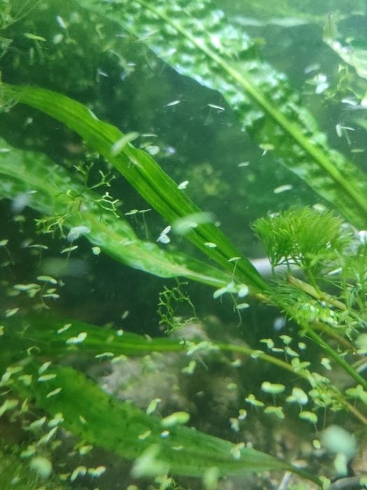 Rośliny Rybki Akwariowe głupiki glonojady rogatek krewetki