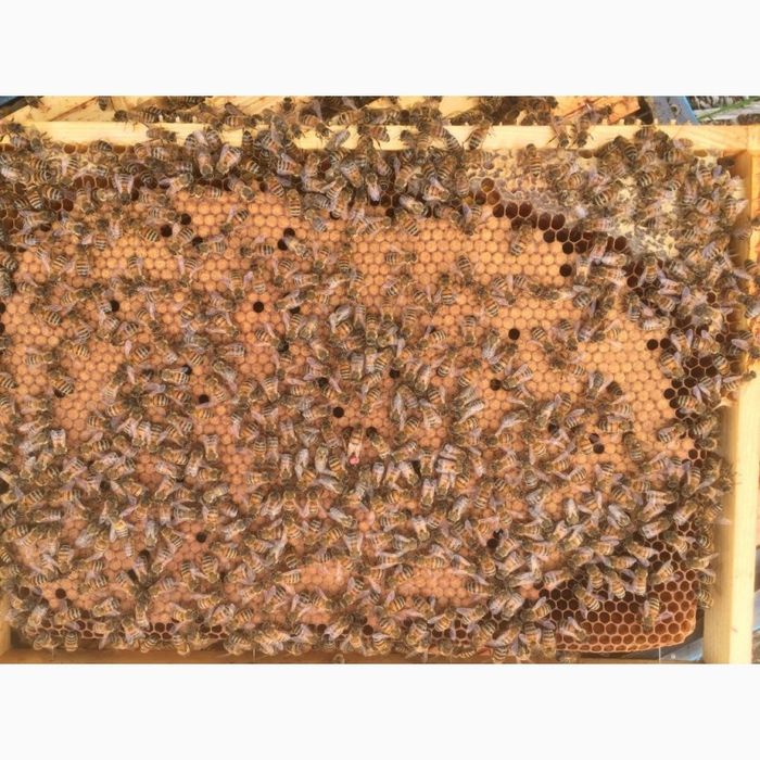 Плідні бджоломатки Бакфаст F1