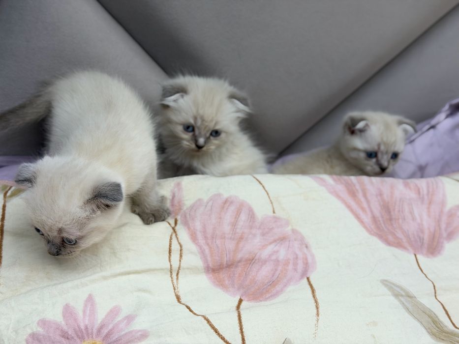 Котята скотиш фолд