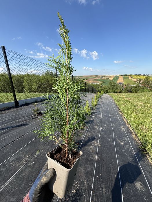 Usługi ogrodnicze - zakładanie ogrodów, pielęgnacja, przycinanie tuj