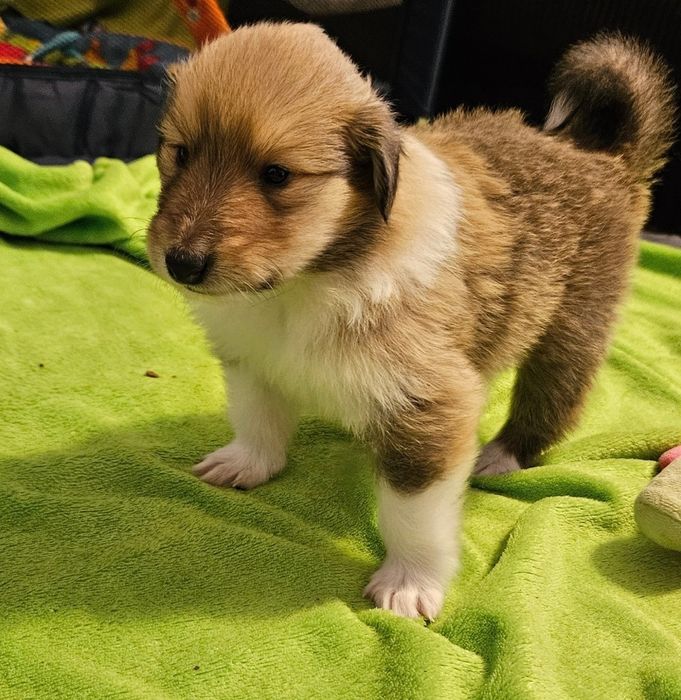 Owczarek szkocki długowłosy