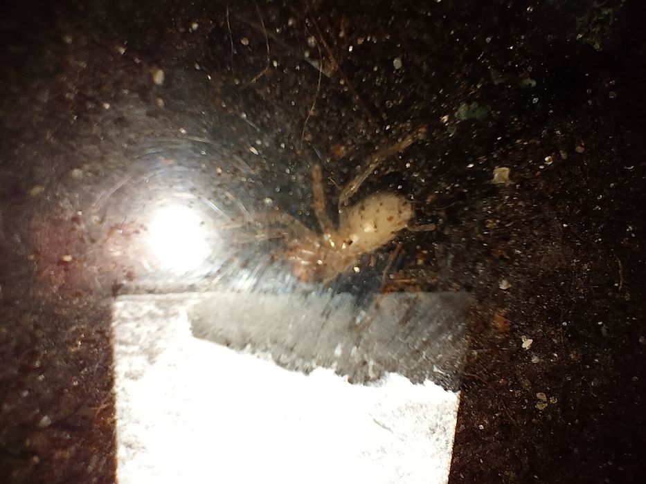 Cyrtopholis sp. guardalavaca L5- nie wysyłam!