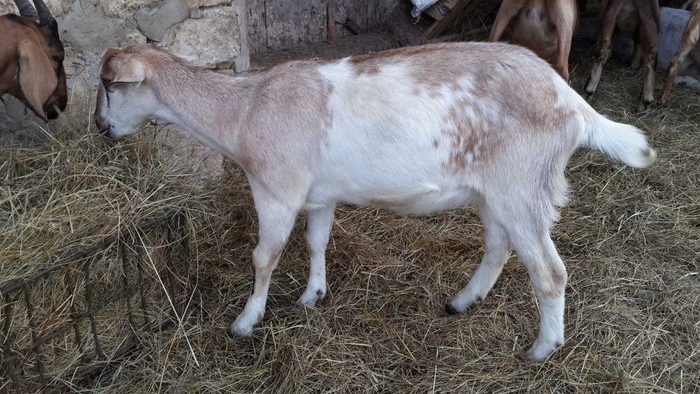 Коза 1.5р безрога та спокійна, дійна! Спокійна.