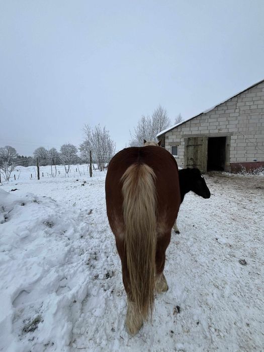 Sprzedam klacz  zimnokrwista