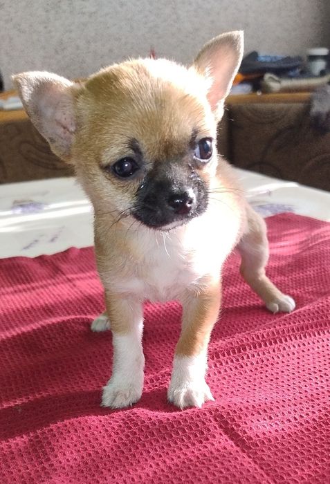 Ratlerek Suczka Piaskowa