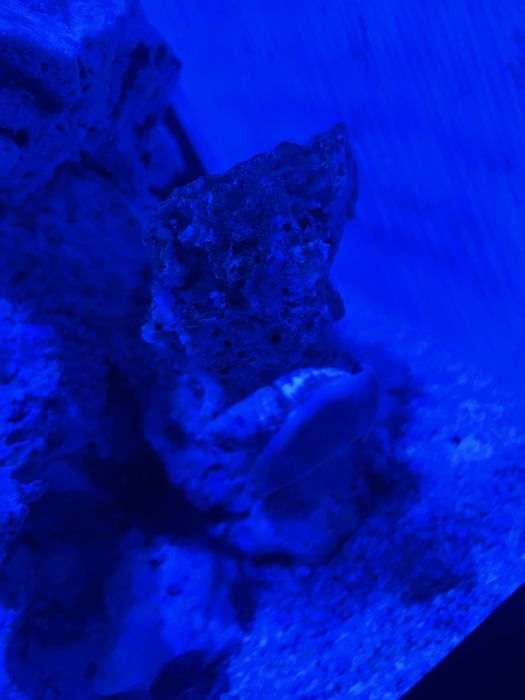 Vendo nassarius vibex aquario marinho