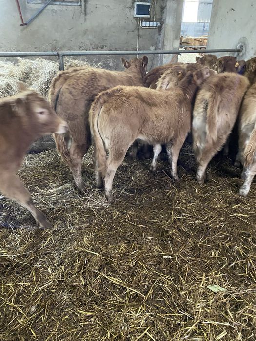 Vitelas e vitelos Limousines