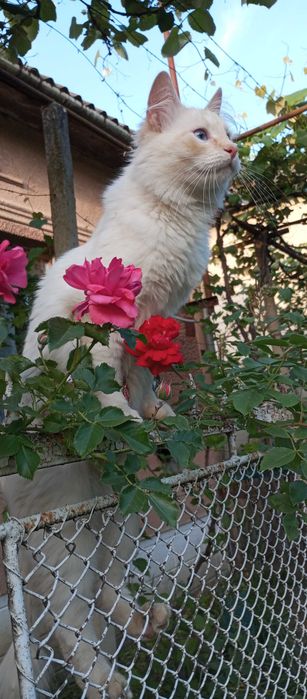 Королівський котик. Молодий білий кіт