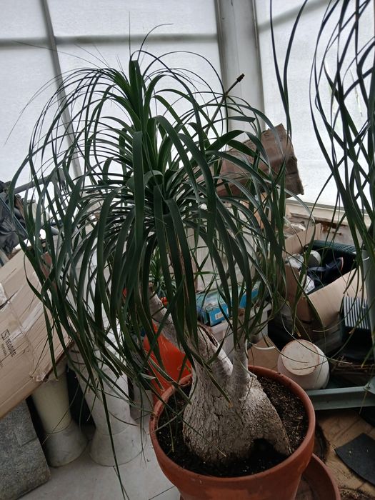 Planta Neolina Beaucarnea  gigante Bonsai maravilhoso.